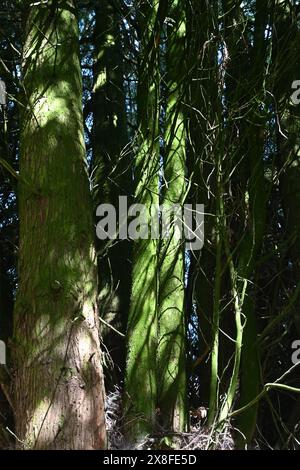 mossy tree trunks in dapped light Stock Photo