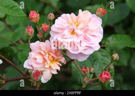 Pale pink and peach shrub rose, rosa ‘Cornelia’ in flower. Stock Photo