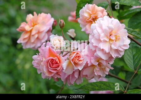 Pale pink and peach shrub rose, rosa ‘Cornelia’ in flower. Stock Photo