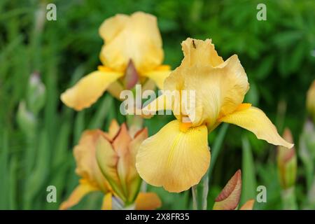 Yellow and cream bearded iris ‘Cream Cockatoo’ in flower Stock Photo ...