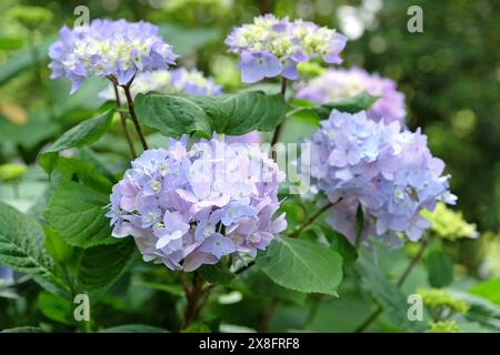 Blue Mophead Hydrangea macrophylla ‘Endless Summer’ in flower. Stock Photo