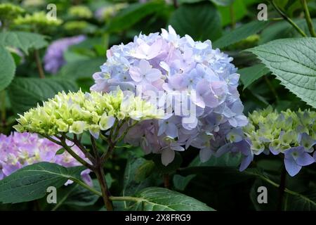Blue Mophead Hydrangea macrophylla ‘Endless Summer’ in flower. Stock Photo