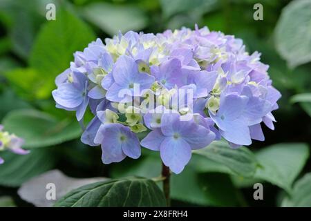 Blue Mophead Hydrangea macrophylla ‘Endless Summer’ in flower. Stock Photo