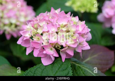 Pink and Blue Mophead Hydrangea macrophylla ‘Endless Summer’ in flower. Stock Photo