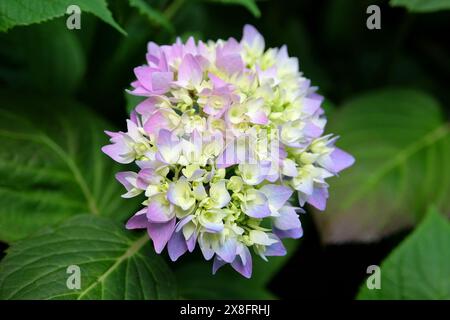 Pink and Blue Mophead Hydrangea macrophylla ‘Endless Summer’ in flower. Stock Photo
