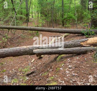 Deadfall of large pine trees blocking a footpath near Jordan Lake in North Carolina. Stock Photo