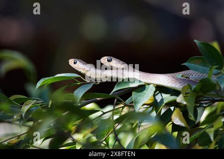 Thailand, Chiang Mai, countryside, snakes on a plant Stock Photo