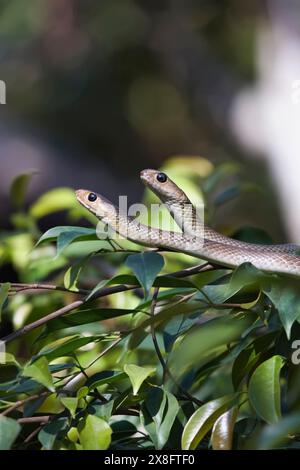 Thailand, Chiang Mai, countryside, snakes on a plant Stock Photo