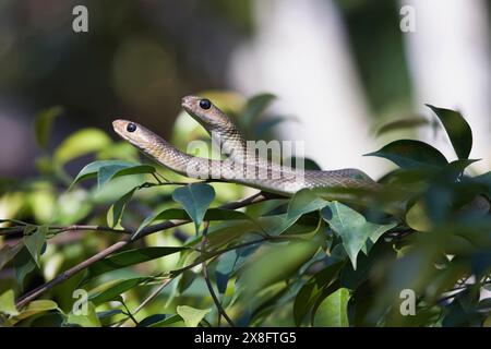 Thailand, Chiang Mai, countryside, snakes on a plant Stock Photo