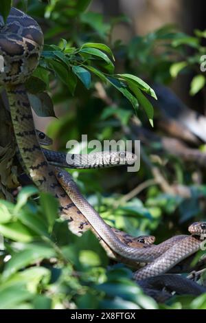 Thailand, Chiang Mai, countryside, snakes on a plant Stock Photo