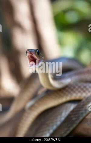 Thailand, Chiang Mai, countryside, snakes on tree branch Stock Photo