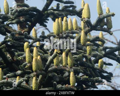 Decorative female cones like upright candles on the silvery branches of the hardy fir, Abies procera 'Glauca Prostrata' Stock Photo