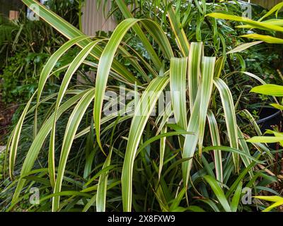 Arching red edge green and white striped foliage of the variegated New Zealand flax, Phormium cookianum 'Tricolor' Stock Photo
