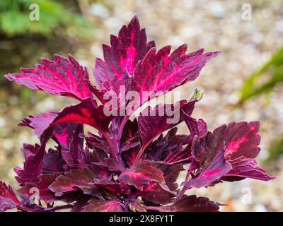 Brightly coloured foliage of the tender exotic perennial summer bedding or greenhouse plant, Coleus 'Royalty' Stock Photo