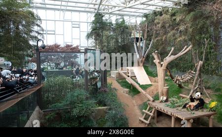 Seoul, South Korea. 3rd Mar, 2024. Tourists and journalists take photos of giant panda Fu Bao at Everland theme park in Yongin, South Korea, March 3, 2024. Credit: Yao Qilin/Xinhua/Alamy Live News Stock Photo