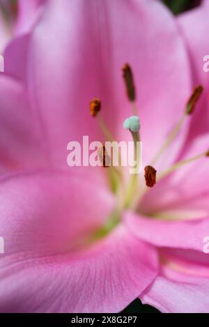 Lily Lilium Homerus Stock Photo