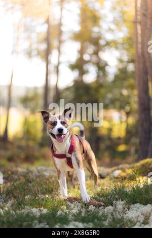 A curious and happy looking brown and white mixed breed dog standing in a forest looking excited . Summer in Norway. Stock Photo