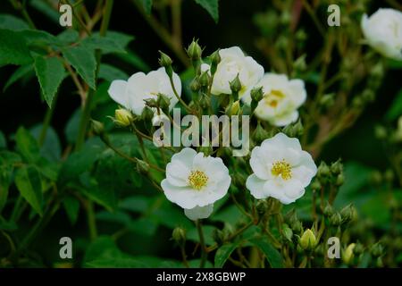 White and cream roses of Rambling Rector with open flowers and buds Stock Photo