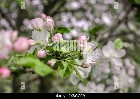 Beautiful white and pink flowers of apple tree (Malus domestica) blooming in springtime. Stock Photo