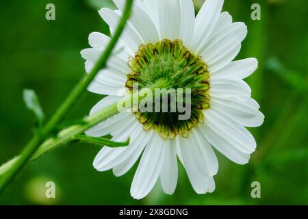 Back of ox eye daisy showing petals and stems Stock Photo