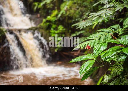 Focus on red folliage with Onomea Falls in the backdrop at the Hawaii Tropical Botanical Garden. Stock Photo