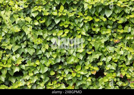 Algerian Ivy Floor Cover Plant - Green Wall Decor for Home and Garden Stock Photo
