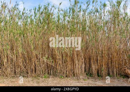 Natural Bamboo Wall Texture Background for Eco-Friendly and Rustic Designs. Stock Photo