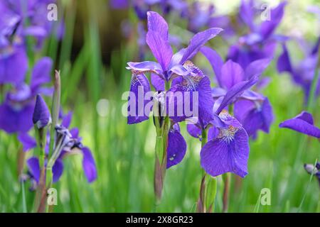 Deep blue purple Iris sibirica, also known as Siberian iris or Siberian flag 'Caesar's Brother' in flower. Stock Photo