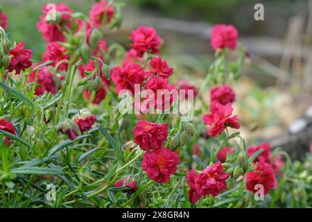 Red Helianthemum, common rock rose ‘Cerise Queen’ in flower. Stock Photo