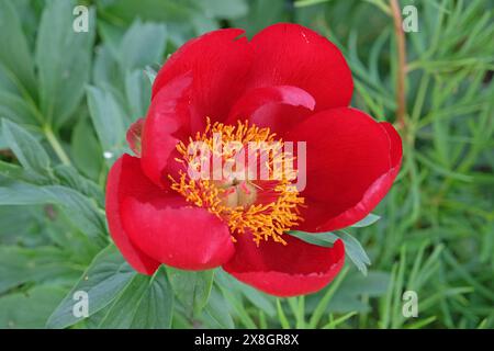 Red single peony paeonia muscula, or wild peony in flower Stock Photo