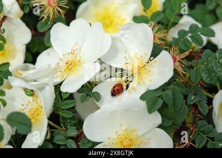A red ladybird on White single shrub rose, Rosa spinosissima ‘Dunwich Rose’ in flower Stock Photo