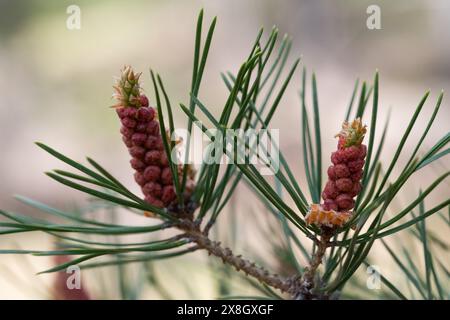 Pine branch with new cones in the spring forest, closeup Stock Photo