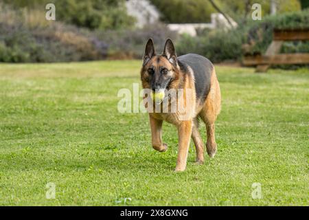 An elderly German Shepherd fetching a tennis ball in a verdant park. Stock Photo