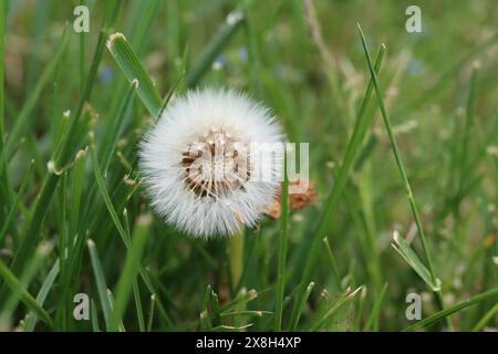 Dandelion seed head beginning to blow away Stock Photo