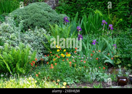 View of rock garden in spring with large perennials perennial shrubs purple irises red geums yellow Welsh poppies and ferns West Wales UK KATHY DEWITT Stock Photo