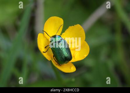 Green Metallic Flower Beetle, Cryptocephalus aureolus, Chrysomelidae ...