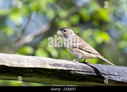 Closeup of a female Rose-breasted Grosbeak perching on a log in Ontario, Canada Stock Photo