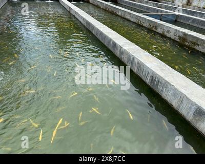 Close up of golden amber trout fish in an water tank. Breeding of trout for food industry in swat valley, Pakistan. Stock Photo