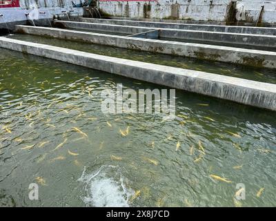 Breeding golden bright yellow color trout species in artificial concrete pond. Fish farming in swat valley, Pakistan Stock Photo
