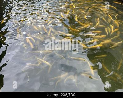 Top view of a huge shoal of golden rainbow trouts (Oncorhynchus mykiss) circling around in pond in a fish farm. top view. Stock Photo