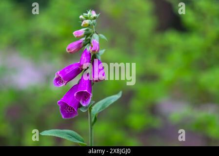 Close-up of purple foxglove (Digitalis purpurea) in bloom with vibrant bell-shaped flowers and buds against a soft-focus green background, showcasing Stock Photo