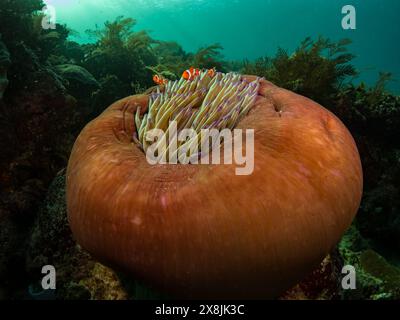 False clown fish, Amphiprion ocellaris, in a magnificent anemone, Pink Beach, Komodo National Park, Indonesia Stock Photo