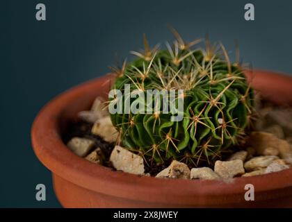 Stenocactus multiribbed with blurred background Stock Photo