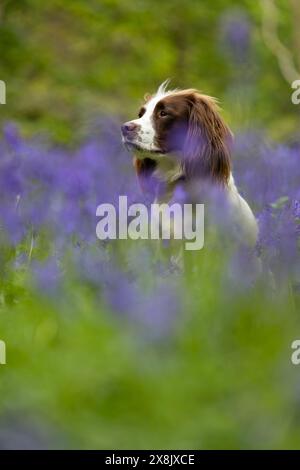 English Springer Spaniel in wild bluebells Stock Photo