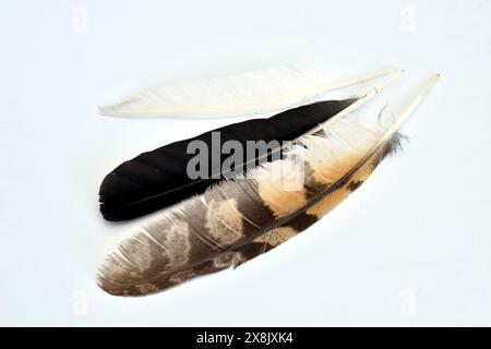 A black feather that fell from a ravens wing, a motley falcon feather and a white dove feather. Stock Photo