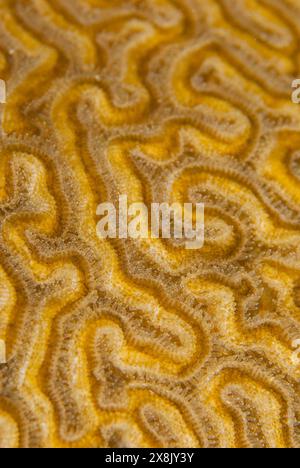 A selective focus closeup shot of brain coral underwater at night. Polyps are visible Stock Photo