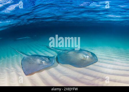 A pair of southern stingrays beneath the surface of the water. The shot was taken at Stingray City in the Cayman Islands Stock Photo