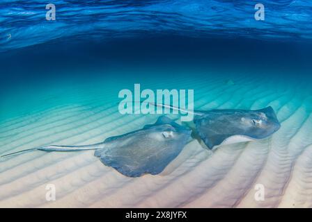 A pair of southern stingrays beneath the surface of the water. The shot was taken at Stingray City in the Cayman Islands Stock Photo