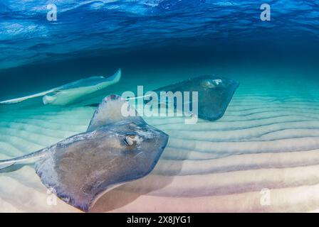 A pair of southern stingrays beneath the surface of the water. The shot was taken at Stingray City in the Cayman Islands Stock Photo