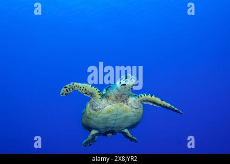 A hawksbill turtle out in the wide open ocean with nothing but tropical blue water all around. underwater animal swimming up to the surface to breath Stock Photo